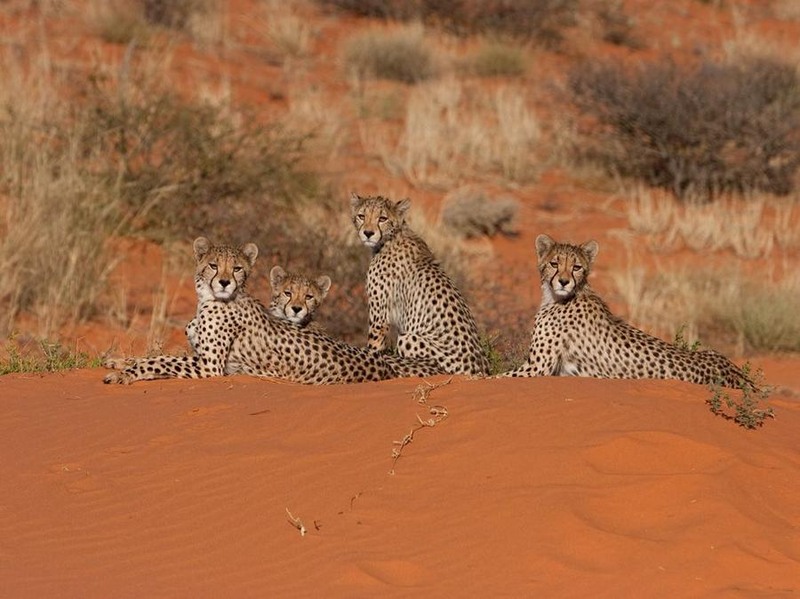 10 Гепарды на отдыхе, пустыня Калахари. Автор - Gus Mills.