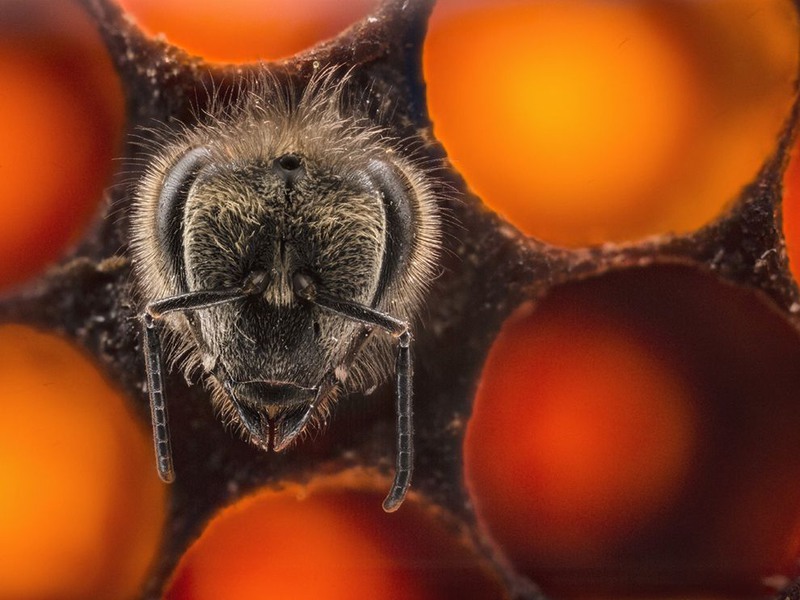 18 "Новорожденная пчела". Автор - Anand Varma.