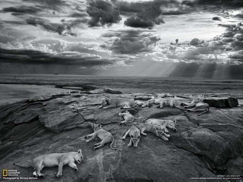 15 Львы. Недалеко от водопада Серенгети. Автор - Michael Nichols.