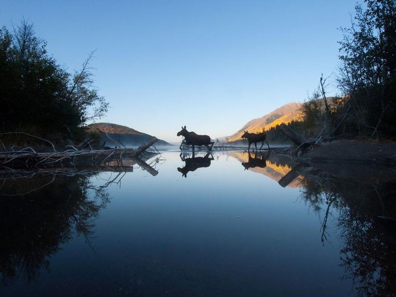 16 Лоси переходят озеро Элуэ в северо-западной части Британской Колумбии. Автор - Paul Colangelo.