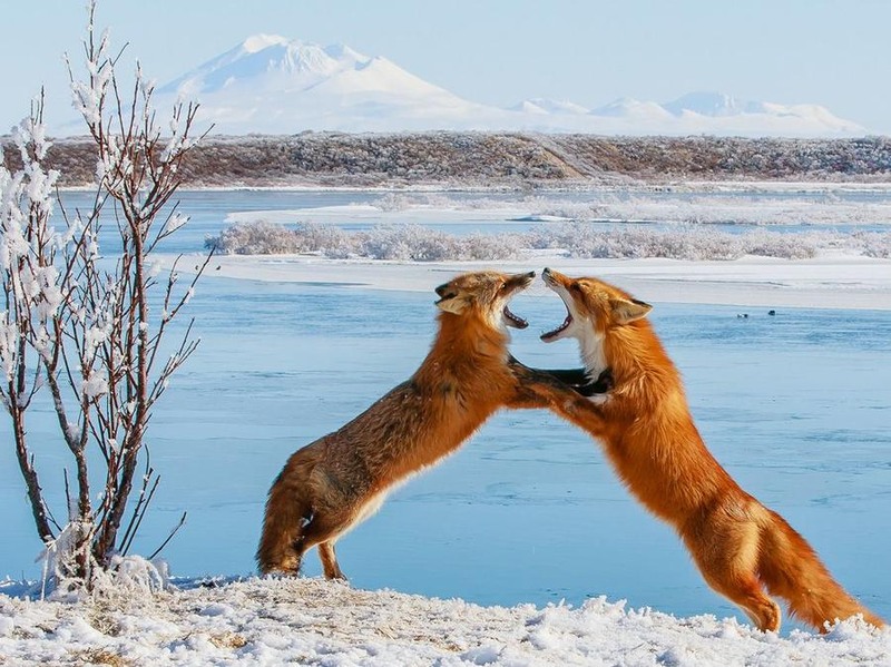 17 Поединок между лисами на берегу реки Угашик на Аляске. Автор -Robert Dreeszen.