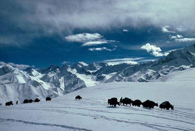 Eric Valli: «Caravans of the Himalaya»