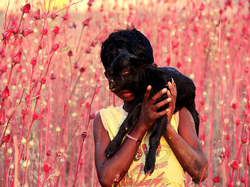 26 "Дети полей". Автор - Jawed Alam. Пурулия, Западная Бенгалия (Индия).