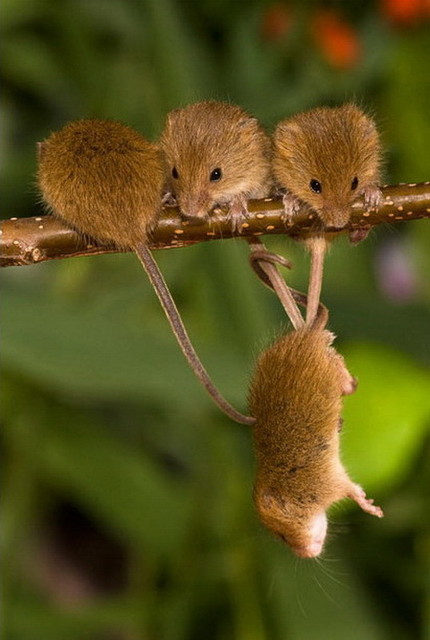 Из жизни полевых мышей