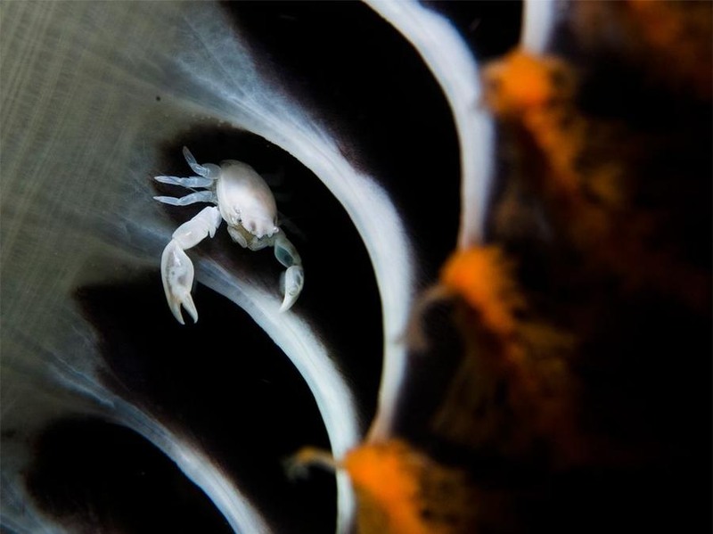 24 Маленький краб между ветками морского пера. Снимок сделан ночью на глубине около двадцати пяти метров. Автор - Peri Paleracio.