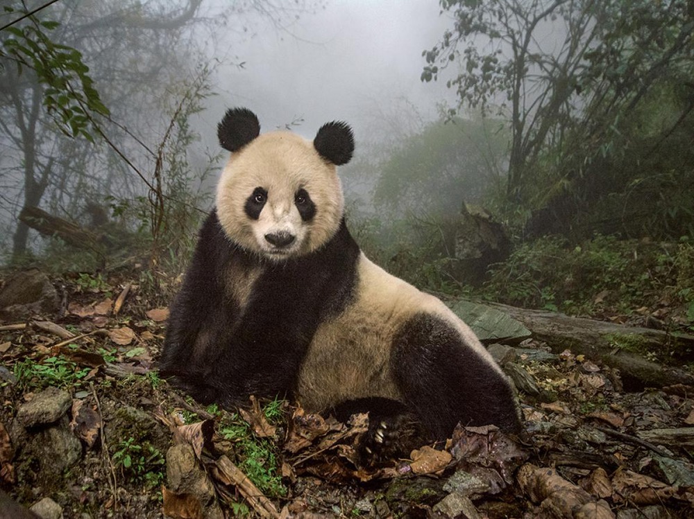 10 "Прогулка по дикой стороне". 16-летний мендедь панда в природном заповеднике Волонг в Китае. Автор - AMI VITALE
