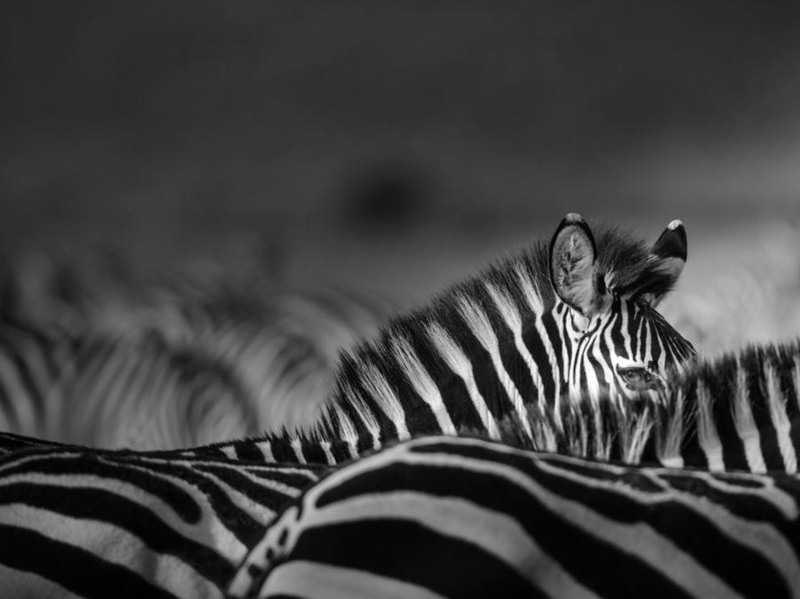 27 Зебры, Кения. Автор - Johan Siggesson.
