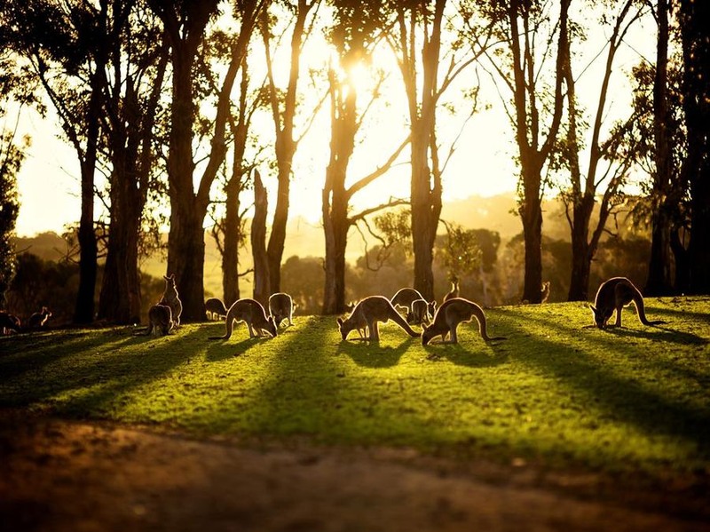 28 Кенгуру. Зоопарк на острове Филиппа (Австралия). Автор - Adhi Anggadjaja.
