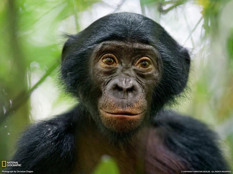 31  Бонобо (карликовый шимпанзе). Место их обитания - только леса на левом берегу реки Конго. Автор - Christian Ziegler.