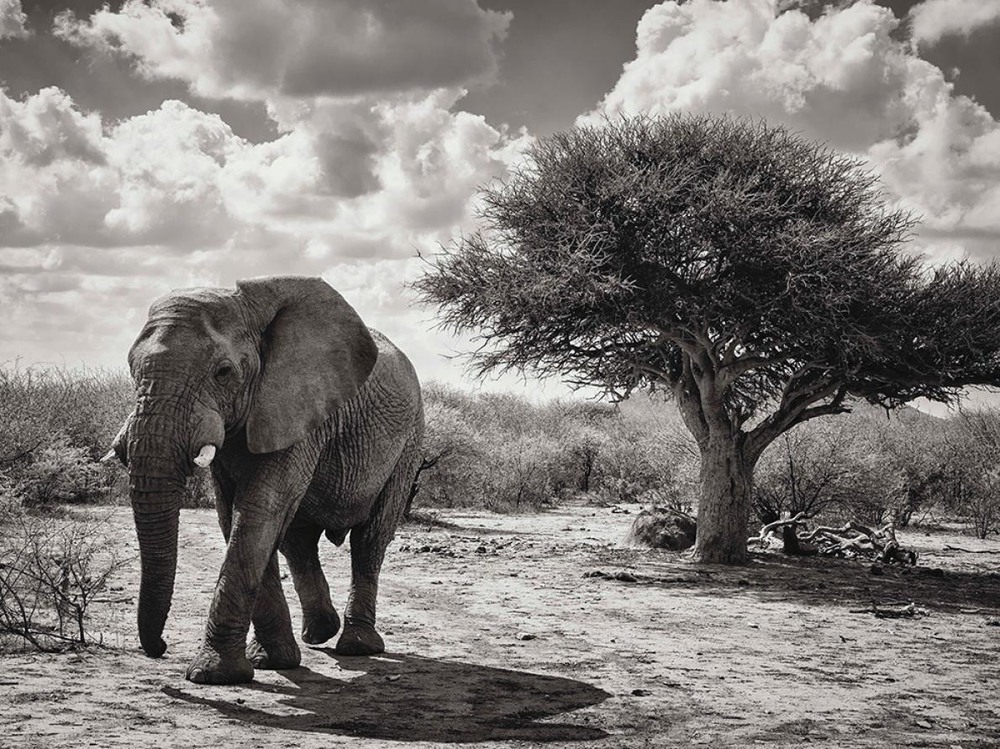 18 "Прогулка в парке". Африканский слон в Заповедник Мадикве, ЮАР. Автор - GRAHAM DE LACY