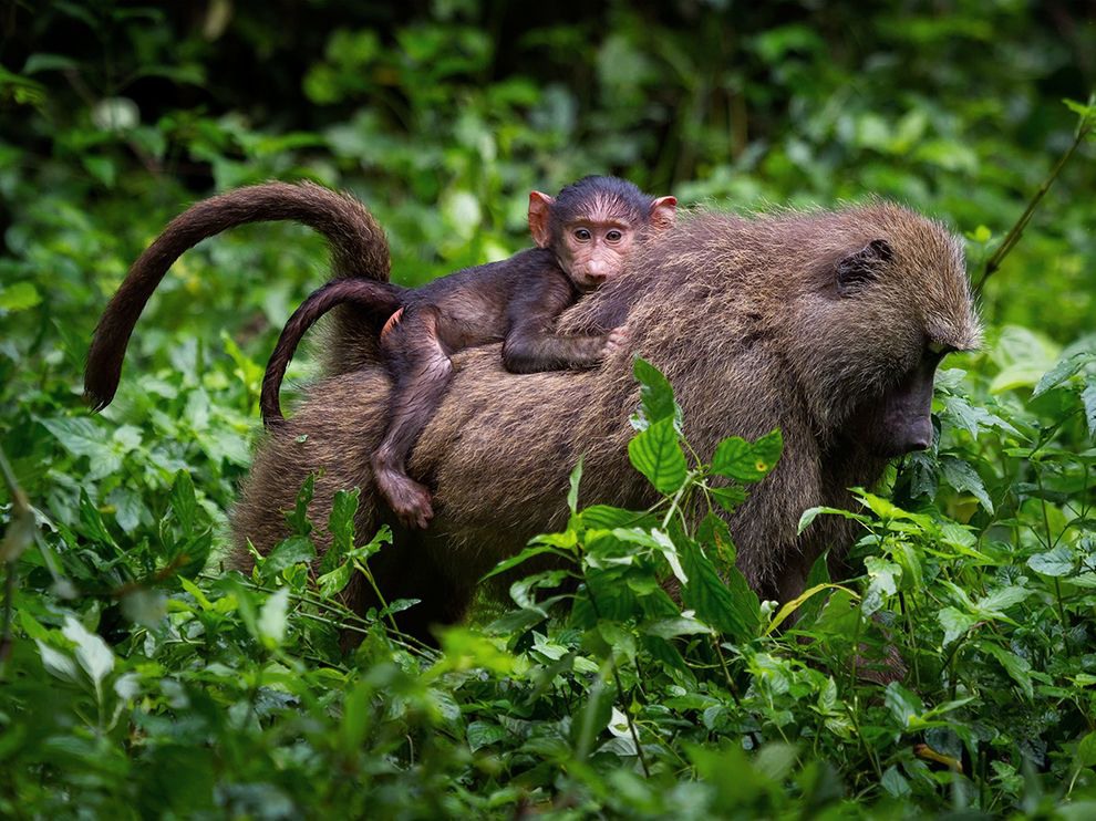8 "Бремя". Автор - Alessandro Tramonti. Детеныш оливкового бабуина (Papio anubis) передвигается на спине матери в Национальном парке Кибале (Уганда).