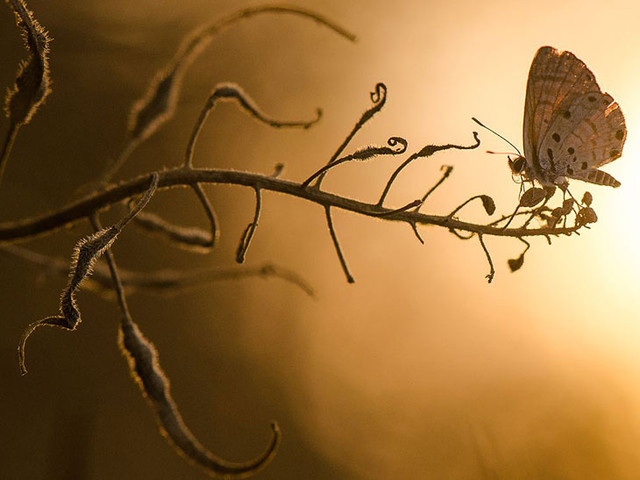 Бабочка на закате. (Фото Toni Guetta)