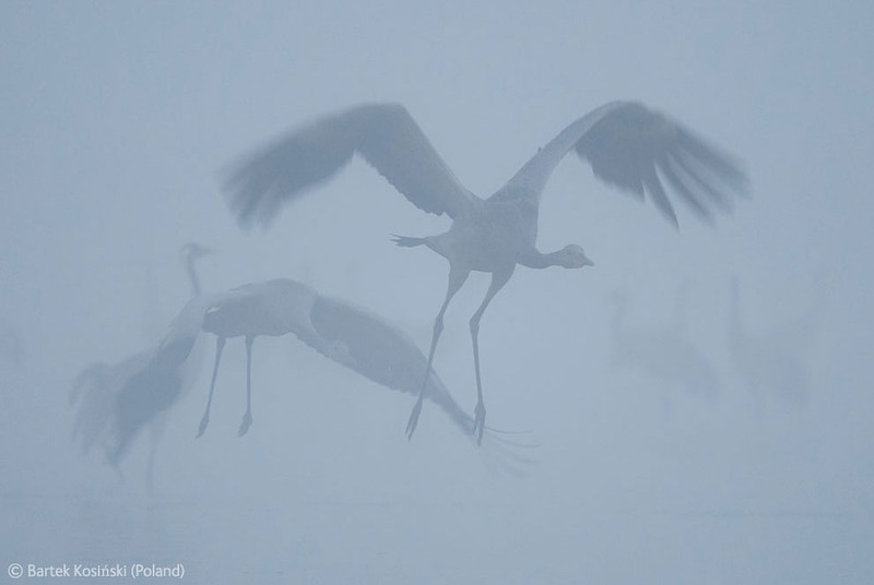 3. 1-е место. Серые журавли, полет в тумане. Автор - Bartek Kosinski, Польша.