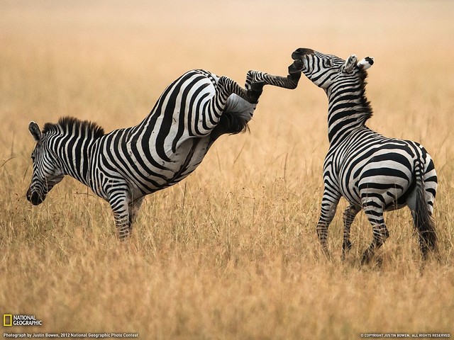Борьба двух зебр за территорию. Кения. (Фото Justin Bowen)
