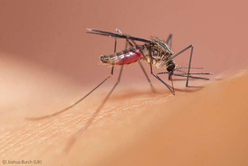 Фотографы от 10 до 14 лет
4. Макро-фотография комара. Автор - Joshua Burch, Англия.