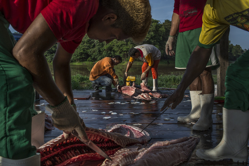 42 Fishermen cleaned fresh pirarucu, which can grow as long as seven feet and weigh more than 400 pounds.
Mauricio Lima for The New York Times. MARAÃ, BRAZIL
10/30/2014