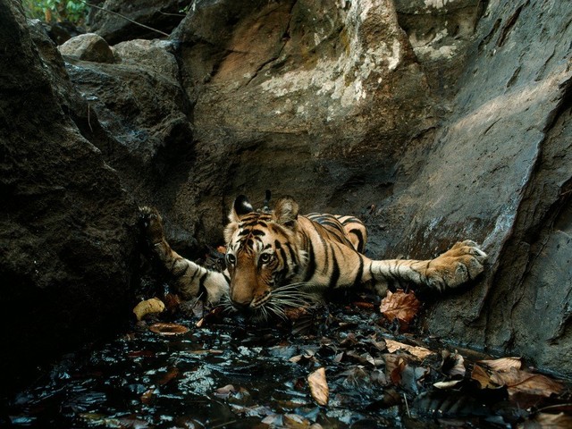 Индийский тигр утоляет жажду в застоявшемся пруду в 50-тиградусную жару. (Фото Майкл Николс)