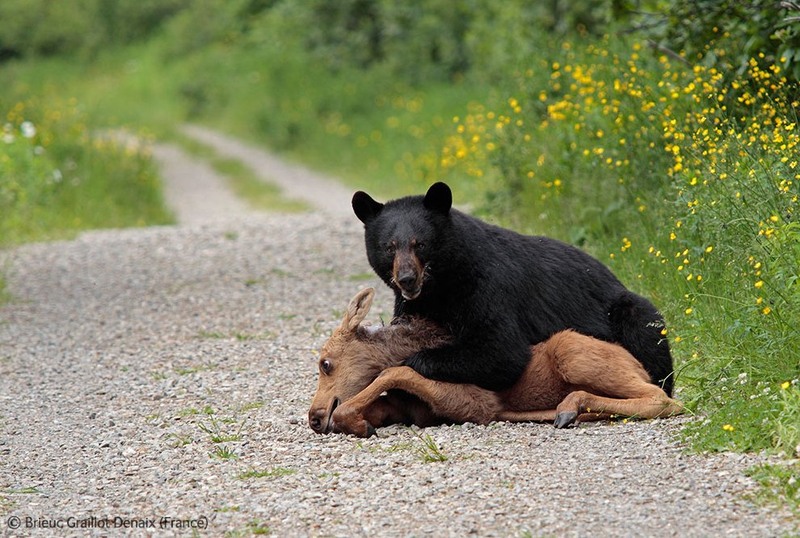 8. Медведь запрыгнувший на спину молодому лосю в Национальном парке в Гаспе, Канада. Автор - Brieuc Graillot Denaix, Франция.