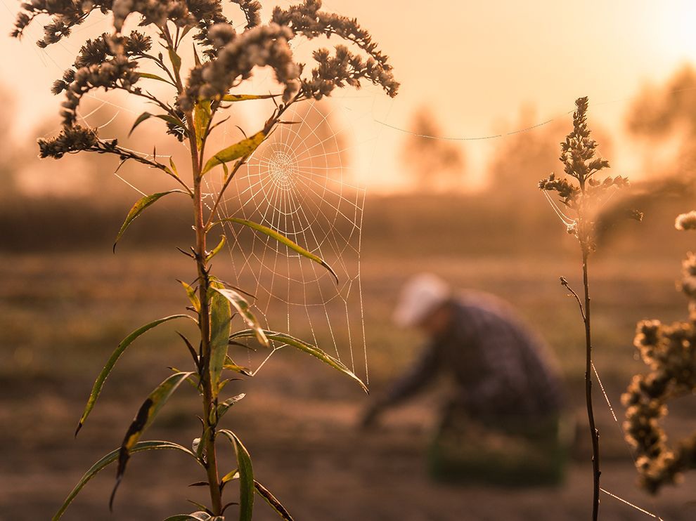 15 "Работая вместе". Автор - Malgorzata Walkowska. Трудолюбивый паук и фермер рано утром.