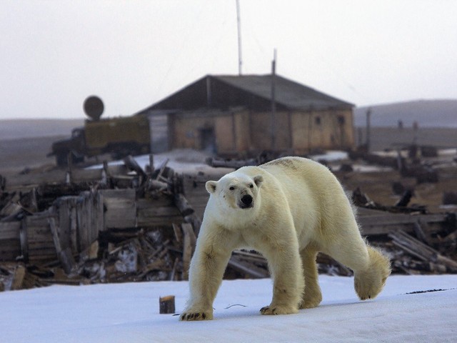 Белый медведь прогуливается по острову Греэм-Белл — самому восточному в архипелаге Земля Франца-Иосифа. (Фото Андрей Каменев)