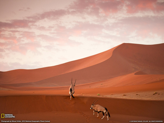 Пересекающие дюны сернобыки, или ориксы. Национальный парк, Намибия.(Фото Майкл Ямашита)