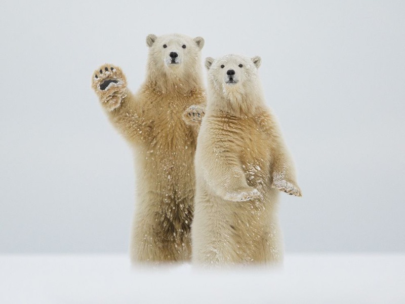 10 «Ну привет». Медведи на Аляске. Арктический национальній заповедник. Автор - Laura Keene