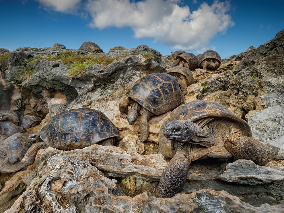 24 "Полуденный сон". Автор - Thomas P. Peschak. Гигантские черепахи ищут спасение от жгучего солнца в пещерах острова Гранд-Терре (Сейшельские острова).