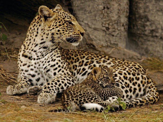 Самка леопарда должна многому научить своего детеныша, чтобы он смог выжить. Едва научившись убивать, детёныш леопарда отвоевывает собственную территорию для охоты. (Фото Беверли Жубер)