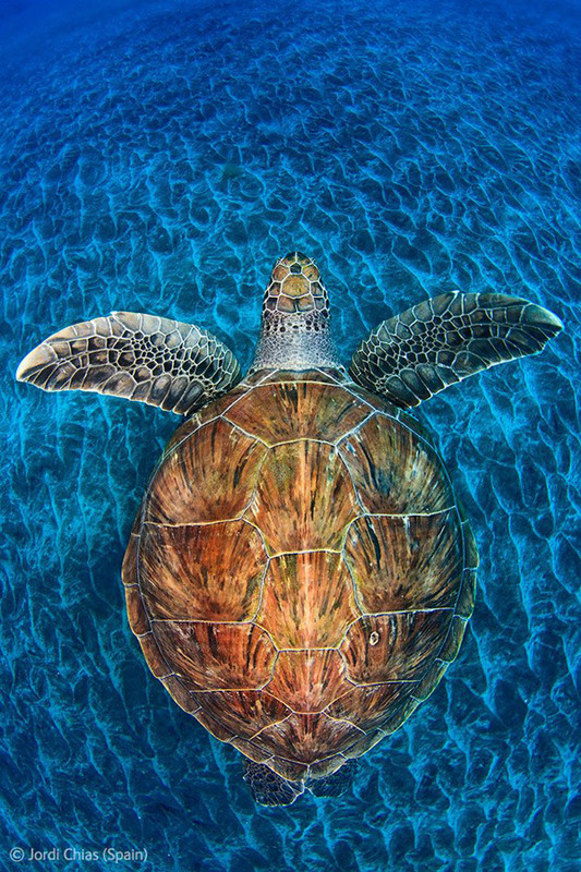 Подводный мир
17. Морская черепаха у острова Тенерифе. Автор - Jordi Chias, Испания.