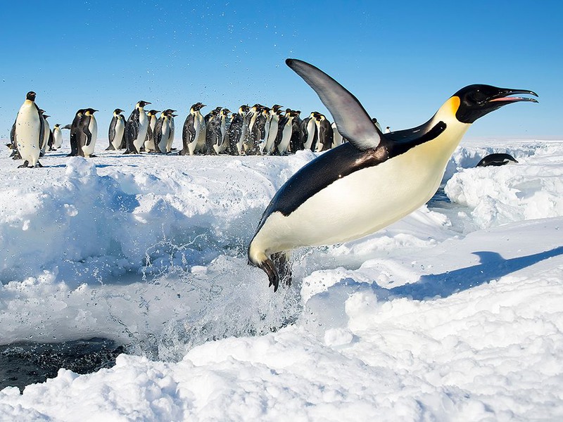 15 «Когда пингвины летают». Императорские пингвины в Антарктиде. Автор - Christopher Michel