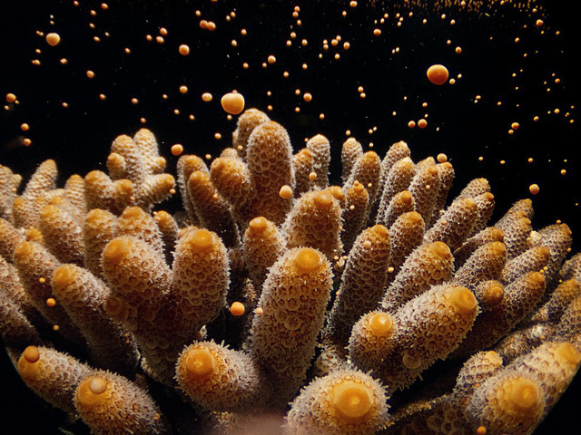 Брачная ночь у кораллов. Раз или два в год неподвижные каменистые кораллы устраивают массовую оргию размножения. (Фото Дэвид Дубиле)