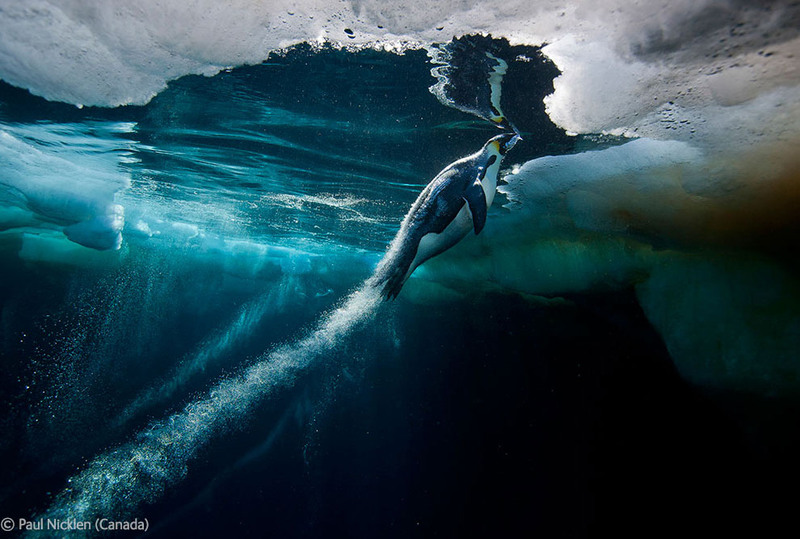 19. 2-е место. Императорский пингвин. Автор - Paul Nicklen, Канада.
