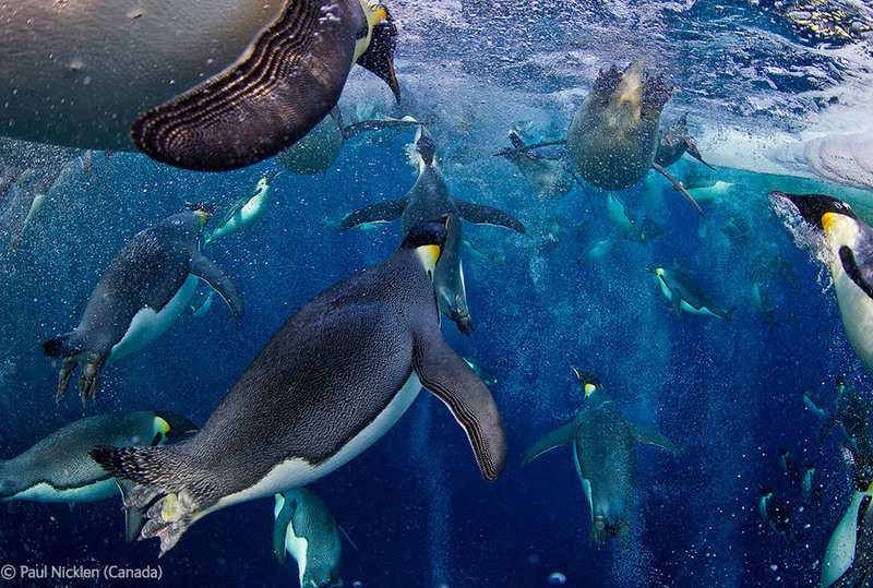 20. 1-е место. Этот снимок стал также главным победителем всего конкурса фотографий дикой природы 2012 года Wildlife Photographer of the Year. Императорские пингвины в море Росса в Антарктиде. Автор - Paul Nicklen стал обладателем главного приза в 10 000 фунтов.