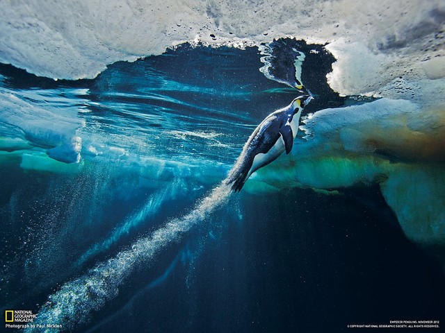 Готовясь выскочить из воды на лед, императорский пингвин несется со скоростью торпеды. (Фото Пол Никлен)