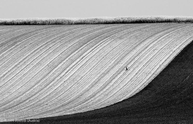 22. 1-е место. Заяц-русак на вспаханном поле в Бургенланде, Австрия. Автор - Robert Zoehrer, Австрия.