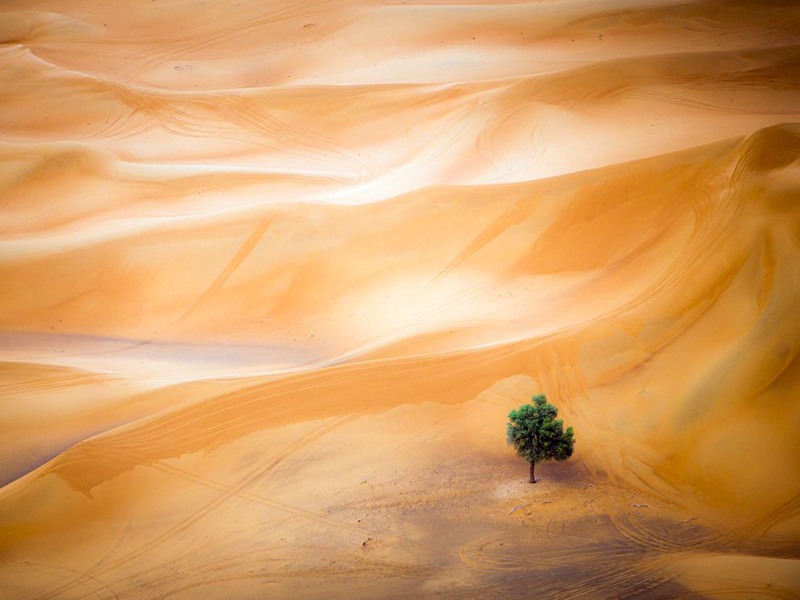 19 «Песчаные гряды». Одинокое дерево в пустыне. Дубай (ОАЭ). Автор - Mark Seabury