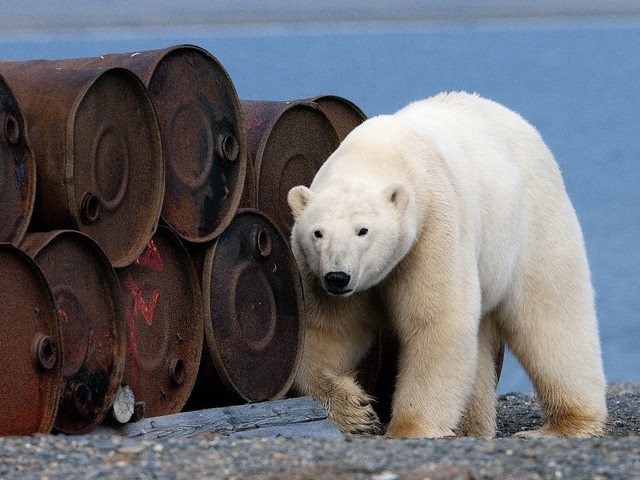 Северный медведь проходит между рядами ржавых бочек с остатками топлива, остров Врангеля, Россия. (Фото Сергей Горшков)