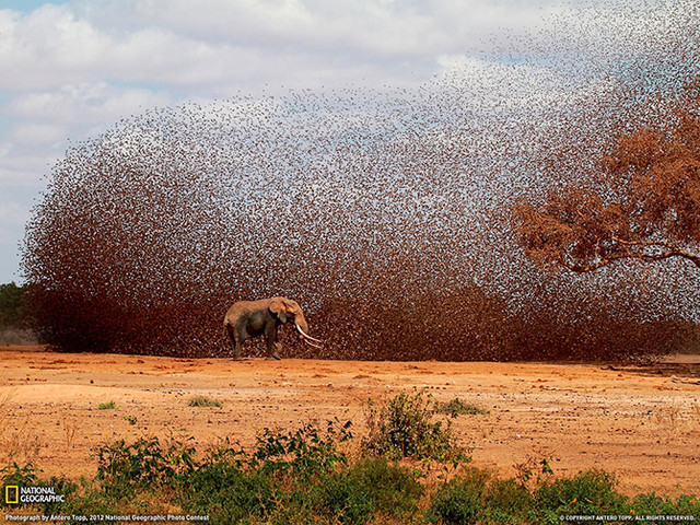 Большая стая красноклювых ткачиков и африканский слон в национальном парке Тсаво, Кения. (Фото Antero Topp)
