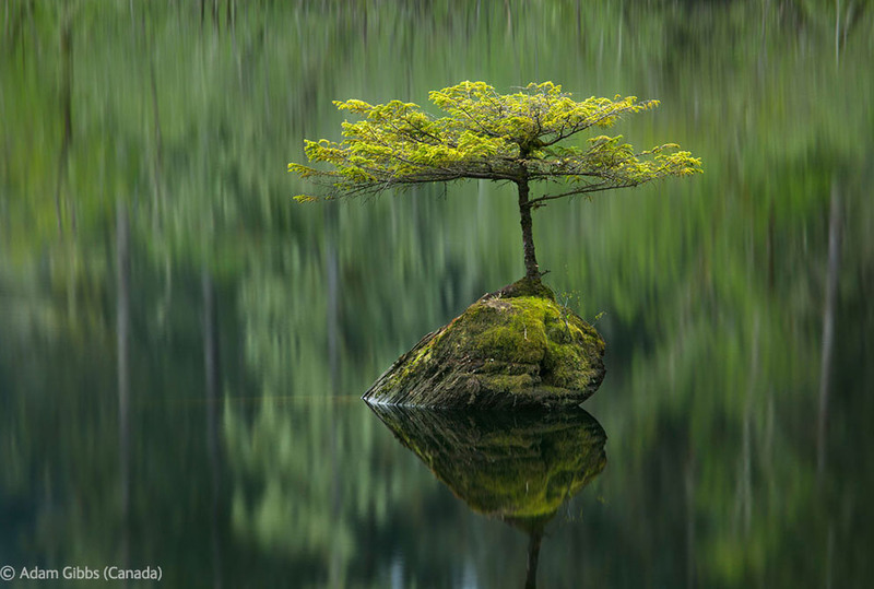 Ботаника
24. Одинокая ель и озеро, Ванкувер, Канада. Автор - Adam Gibbs, Канада/Англия.