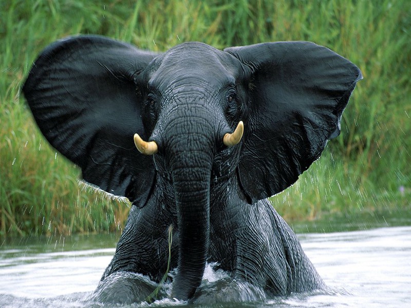 21 «Слон в воде». Национальный парк Малави (Восточная Африка). Автор - Szakács Cukrász