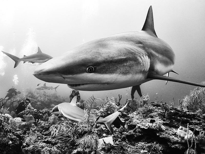 23 «Морская жизнь».  Акулы на Кубе, Хардинес-де-ла-Рейна (Карибское море). Автор - Anuar Patjane