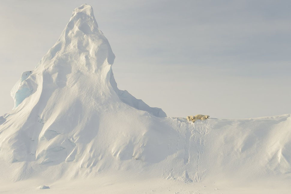 12 Почетное упоминание в категории «Природа». «Медведи на ледяной горе» (Bears on a Berg). Автор - Джон Роллинс. Фото снято в канадской Арктике в апреле 2016 года.