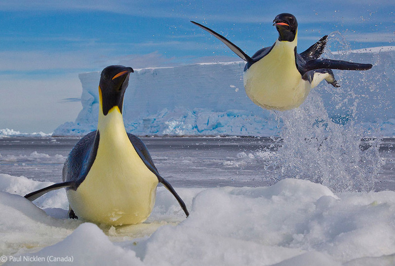 33. 1-е место. Императорские пингвины. Автор - Paul Nicklen, Канада.