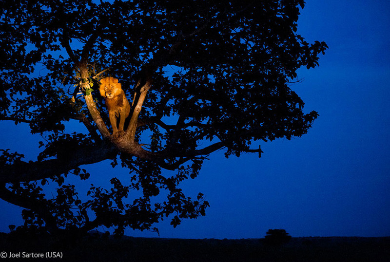 Естественная среда обитания
34. Лев на дереве в Национальном парке королевы Елизаветы, Уганда. Автор - Joel Sartore, США.