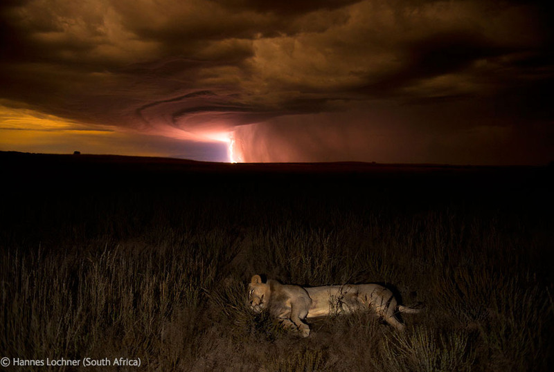 37. 2-е место. Спящий лев и молнии в пустыне Калахари, Южная Африка. автор - Hannes Lochner, Южная Африка.