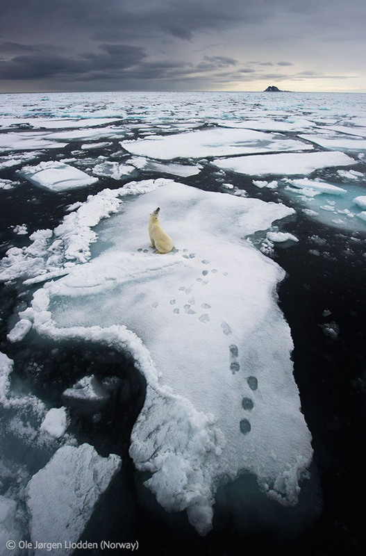 38. 1-е место. Жизнь на тонком льду. Около острова Шпицберген. Автор - Ole Jorgen Liodden, Норвегия.
