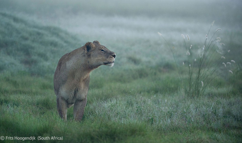 40. Львица на охоте. Ботсвана. Автор - Frits Hoogendijk, Южная Африка.