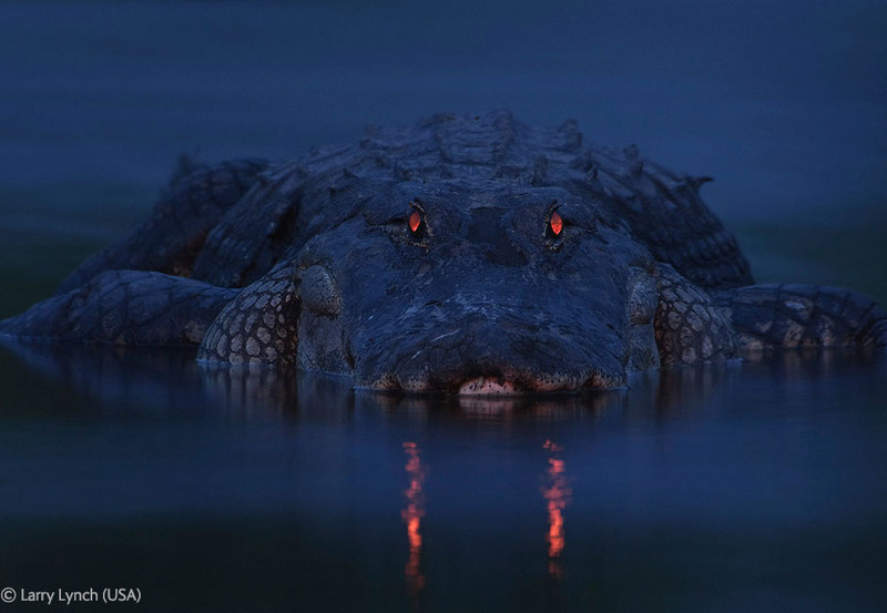 43. 1-е место. Крупный аллигатор, у которого глаза отсвечивают красным цветом. У небольших особей — зеленым. По этому признаку аллигатора можно обнаружить в темное время суток. Автор - Larry Lynch, США.