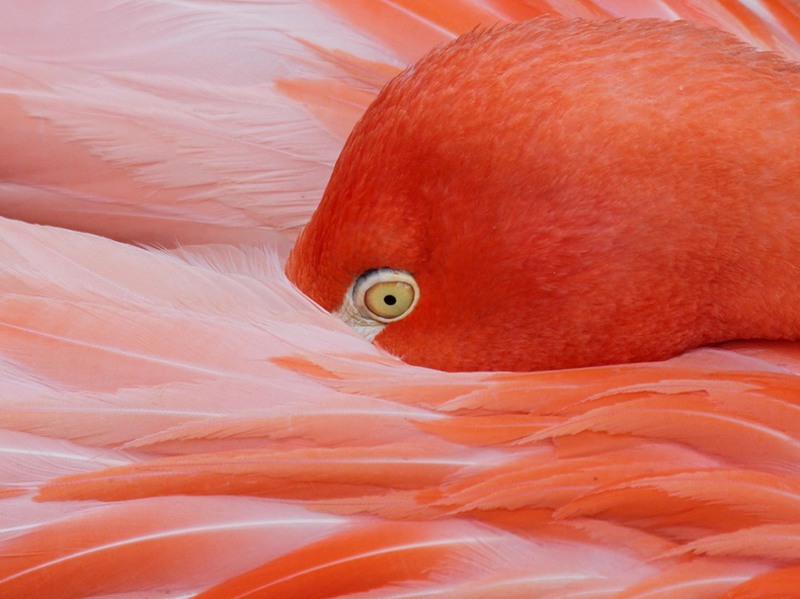 1 Стеснительный фламинго, штат Алабама (США). Автор - Tylee Parvin.