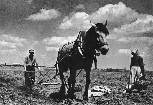 В поле. 

Украина

1935 г.